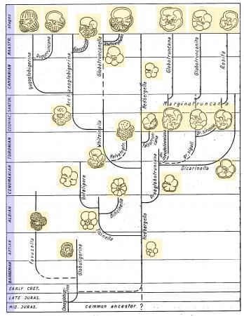 Evolution des foraminifères